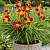 Лилейник ЭвериДейлили 'Ред Рибз' (Hemerocallis EveryDaylily 'Red Rib')