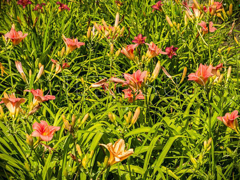 lilejnik-pink-damask-hemerocallis-pink-damask-sazhency.jpg