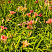 lilejnik-pink-damask-hemerocallis-pink-damask-sazhency.jpg