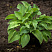 hosta-blyu-kadet-hosta-blue-cadet-kust.jpg