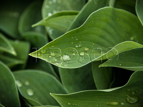 hosta-blyu-kadet-hosta-blue-cadet-list.jpg