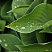 hosta-blyu-kadet-hosta-blue-cadet-list.jpg