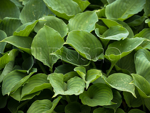 hosta-munlajt-sonata-hosta-moonlight-sonata-listya.jpg