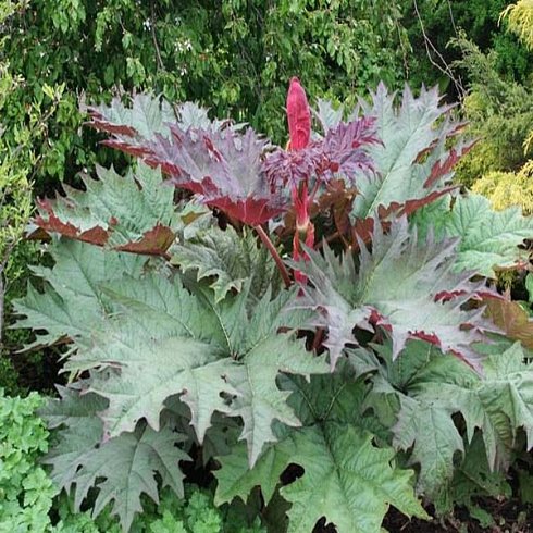 reven-dlanevidnyj-atrosanguinea-rheum-palmatum-atrosanguinea-cvety