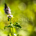 myata-perechnaya-m-ntha-piper-ta-socvetie.jpg