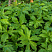 anemona-lesnaya-anemone-sylvestris-cvety.jpg