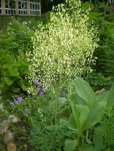 vasilistnik-malyj-adiantifolium-thalictrum-minus-adiantifolium-socvetie.jpg