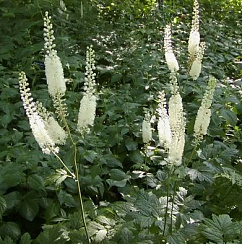 Клопогон сердцелистный 'Кордифолия' (Cimicifuga racemosa 'Cordifolia')