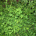 vasilistnik-malyj-adiantifolium-thalictrum-minus-adiantifolium-rastenie.jpg