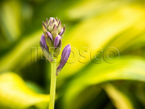hosta-lehjksajd-littl-taft-hosta-lakeside-little-tuft-buton.jpg