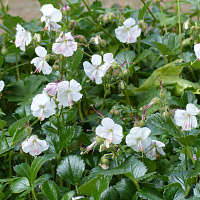 Герань кембриджская 'Сэйнт Ола' (Geranium cantabrigense)