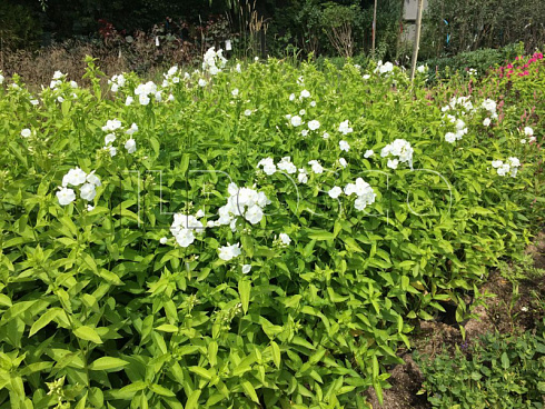 floks-metelchatyj-fudziyama-phlox-paniculata-fujiyama-sazhenecy.jpg