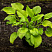 hosta-avgust-mun-hosta-august-moon-rastenie-v-gorshke.jpg