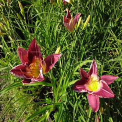 Лилейник 'Страттерс Болл' (Hemerocallis 'Strutter's Ball')
