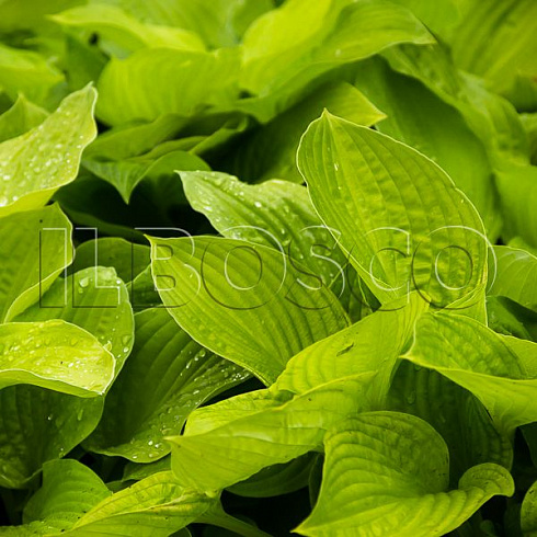 hosta-avgust-mun-hosta-august-moon-listya.jpg