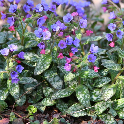 medunica-gibridnaya-smoki-blyu-pulmonaria-hybrida-smokey-blue-obilnoe-cvetenie