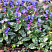 medunica-gibridnaya-smoki-blyu-pulmonaria-hybrida-smokey-blue-obilnoe-cvetenie