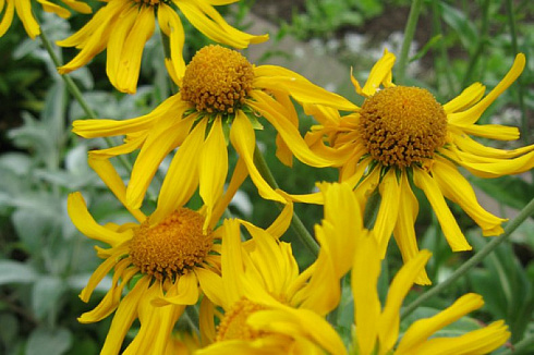 gelenium-hupa-helenium-hoopesii-serdcevina-okrashena-v-yarko-zheltyj-cvet