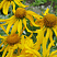 gelenium-hupa-helenium-hoopesii-serdcevina-okrashena-v-yarko-zheltyj-cvet