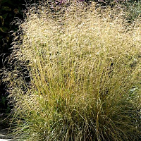 Щучка дернистая (Deschampsia cespitosa)