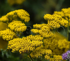 Тысячелистник таволговый (Achillea filipendulina)