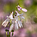 hosta-avgust-mun-hosta-august-moon-cvetok.jpg