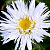 Нивяник 'Аглая' (Leucanthemum 'Aglaia)