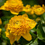 Калужница болотная махровая (Caltha palustris f.pleno )