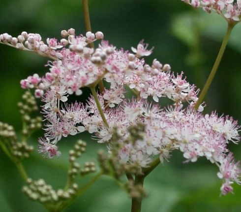 labaznik-purpurnyj-ehlegans-filipendula-purpurea-elegans-socvetie