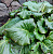 Бадан толстолистный (Bergenia crassifolia)