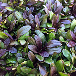 Живучка ползучая 'Шоколад Чип' (Ajuga reptans 'Chocolate Chip')