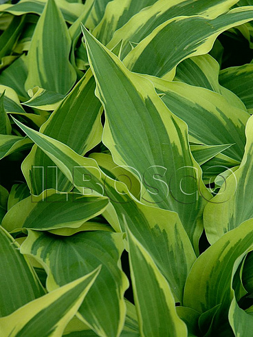 hosta-lehjksajd-dragonflaj-hosta-lakeside-dragonfly-listya.jpg