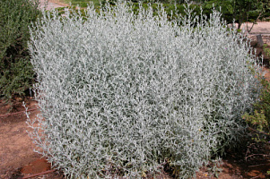 Полынь Людовика (Artemisia caucasica)