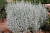 Полынь Людовика (Artemisia caucasica)