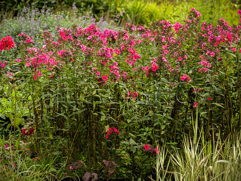 floks-metelchatyj-vindzor-phlox-paniculata-windsor-sazhency-v-ryadu.jpg