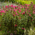 floks-metelchatyj-vindzor-phlox-paniculata-windsor-sazhency-v-ryadu.jpg