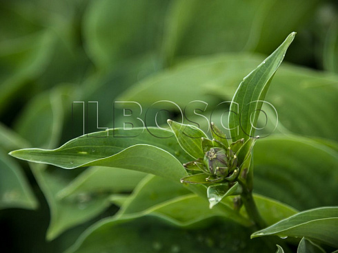 hosta-blyu-kadet-hosta-blue-cadet-buton.jpg