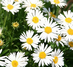 Астра альпийская 'Уайт' (Aster alpinus)