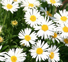 Астра альпийская 'Уайт' (Aster alpinus)