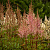 Астильба Арендса 'Систер Тереза' (Astilbe arendsii 'Sister Theresa')
