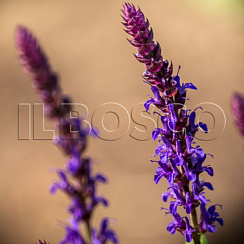 Шалфей дубравный 'Карадонна' (Salvia nemorosa 'Caradonna')