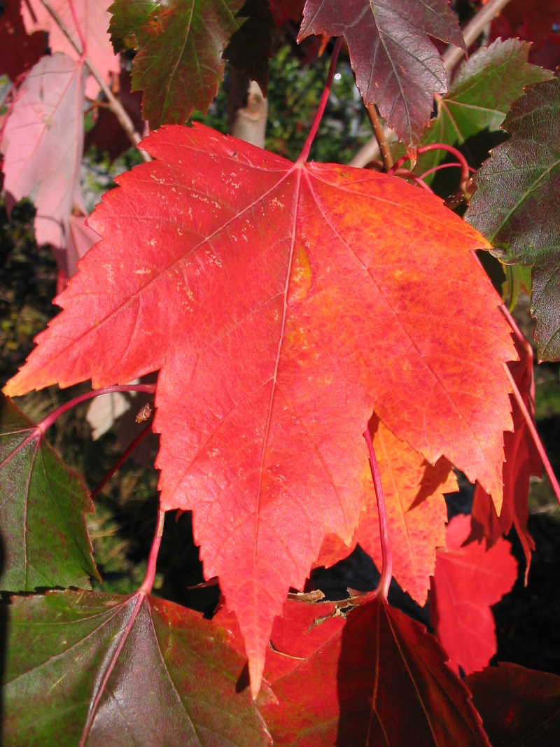 Клен acer rubrum фото