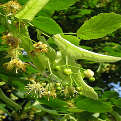 Липа крупнолистая (Tilia platyphyllos)
