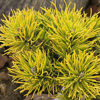 Сосна горная 'Карстенс Винтерголд' (Pinus mugo 'Carsten's Wintergold')