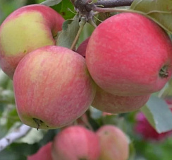 Яблоня домашняя 'Аркад розовый' (Malus domestica 'Аркад розовый')