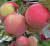 Яблоня домашняя 'Аркад розовый' (Malus domestica 'Аркад розовый')