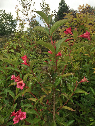 vejgela-bristol-rubi-weigela-bristol-ruby-kust.jpg