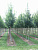 Клен остролистный 'Аллерсхаузен' (Acer platanoides 'Allerhausen')