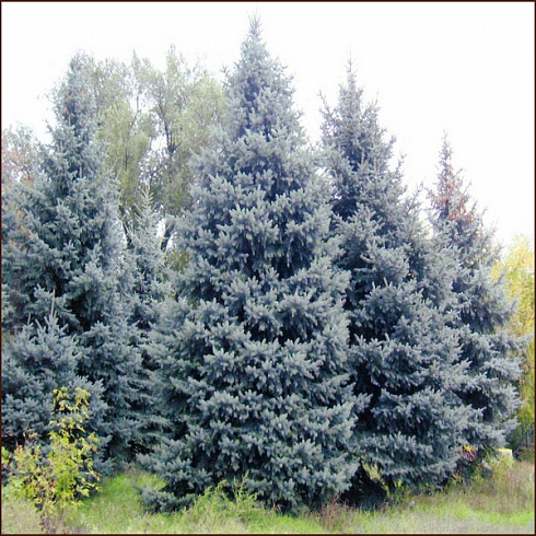 el-kolyuchaya-golubaya-picea-pungens-derevya