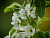 Груша обыкновенная 'Лада' (Pyrus communis 'Лада')